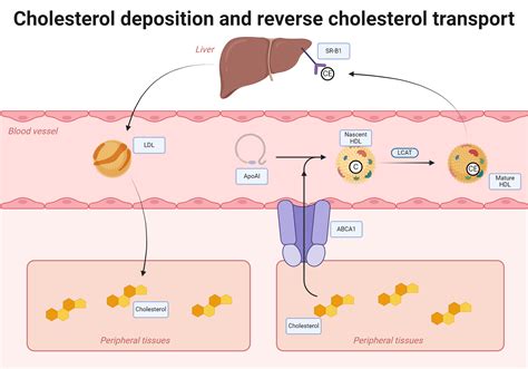 What Causes Reverse Cholesterol Transport